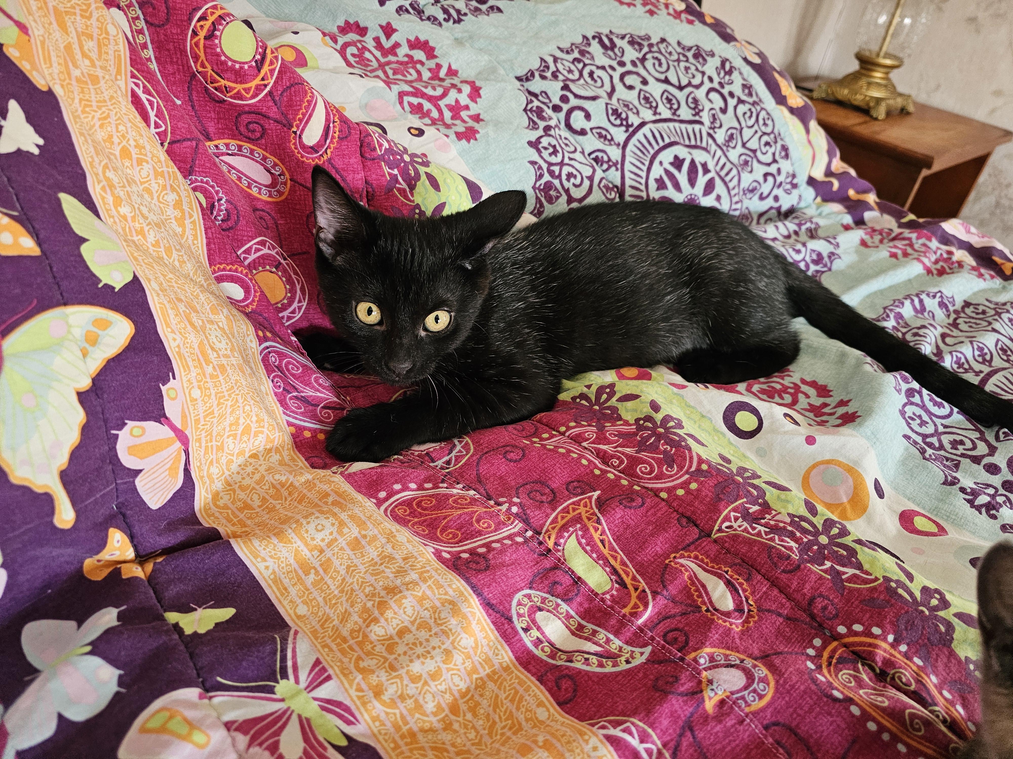 Enlarge Aries, a Adoptable Domestic Short Hair in Dunkirk, NY image 4/5