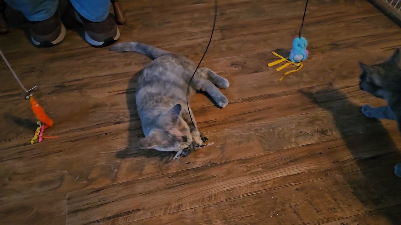 Enlarge Aries, a Adoptable Domestic Short Hair in Dunkirk, NY video 5/5
