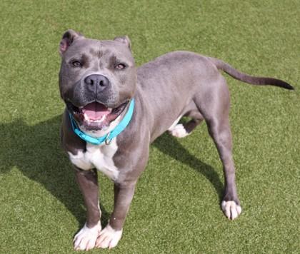 Enlarge Kingston (Zeus), a Adopted Mixed Breed in Athens, GA image 3/6