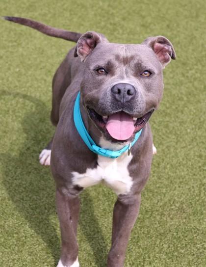 Enlarge Kingston (Zeus), a Adopted Mixed Breed in Athens, GA image 4/6