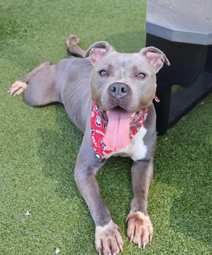 Enlarge Kingston (Zeus), a Adopted Mixed Breed in Athens, GA image 6/6