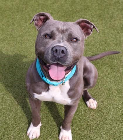 Enlarge Kingston (Zeus), a Adopted Mixed Breed in Athens, GA image 2/6