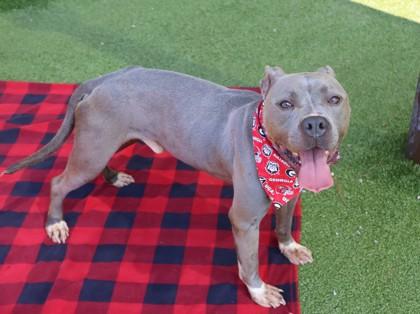 Enlarge Kingston (Zeus), a Adopted Mixed Breed in Athens, GA image 5/6