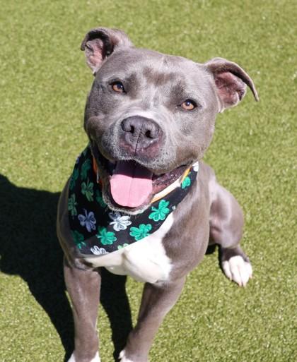 Enlarge Kingston (Zeus), a Adopted Mixed Breed in Athens, GA image 1/6