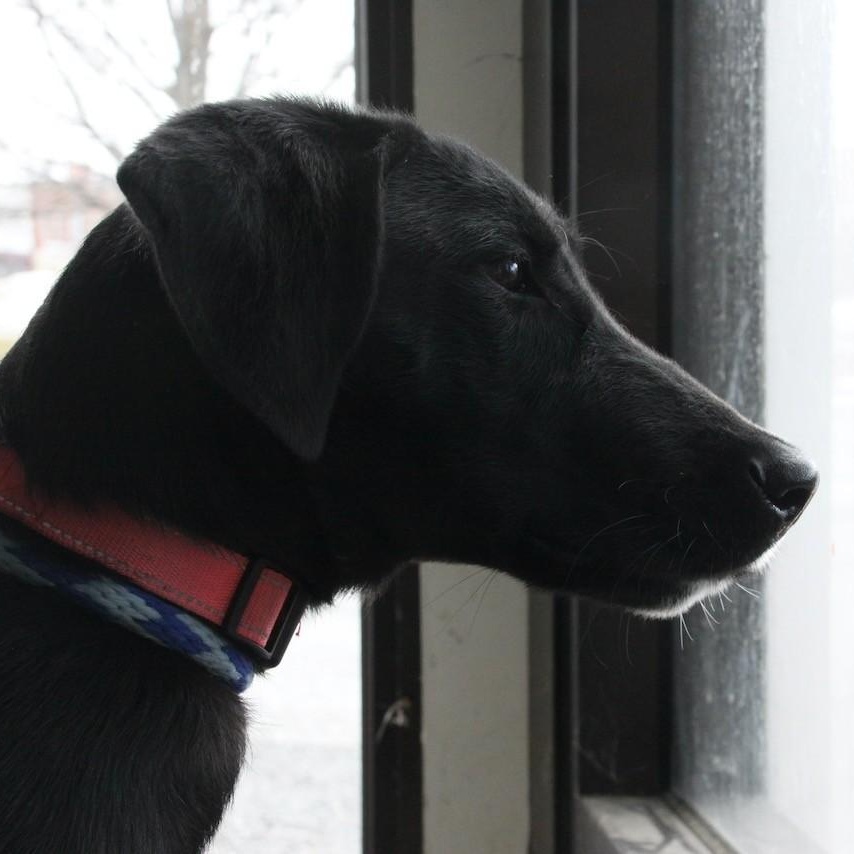 Enlarge Elenore, an adopted mixed breed in Williston, VT image 5/5