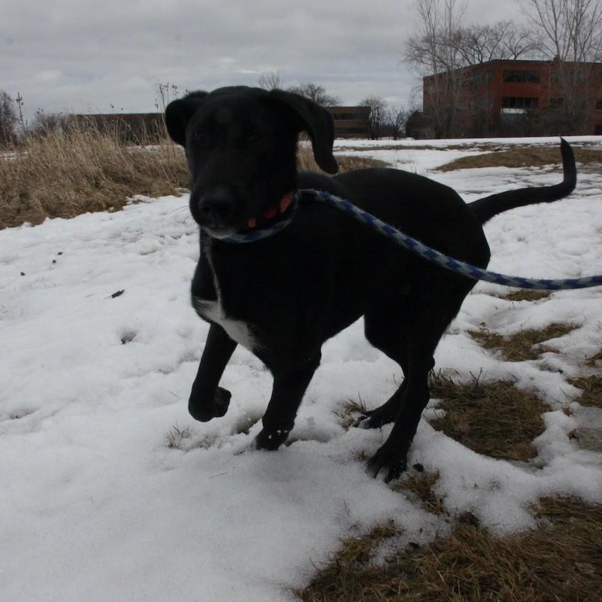 Enlarge Elenore, an adopted mixed breed in Williston, VT image 2/5