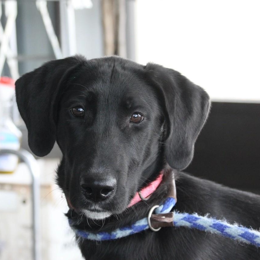 Enlarge Elenore, an adopted mixed breed in Williston, VT image 1/5