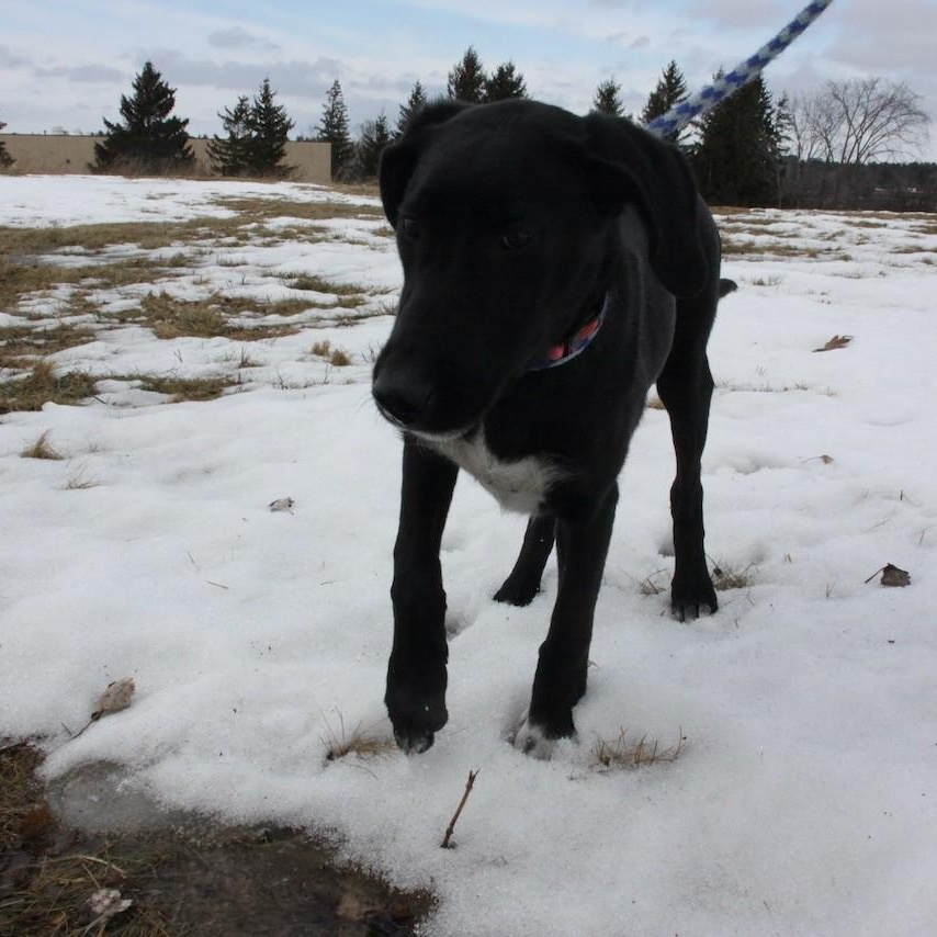 Enlarge Elenore, an adopted mixed breed in Williston, VT image 3/5