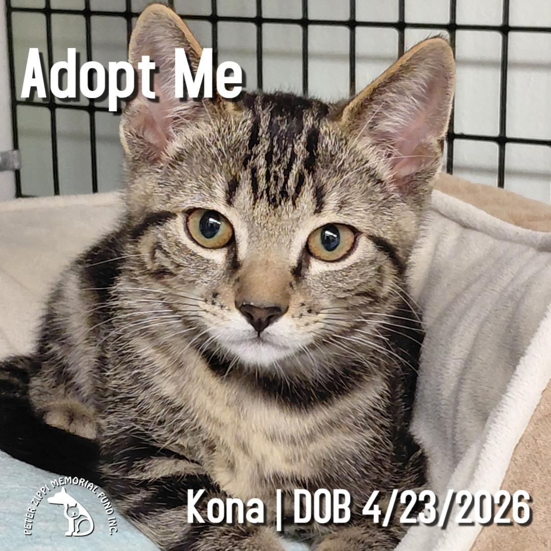 Kona, a ADOPTABLE mixed breed in Hermosa Beach, CA image 1/4