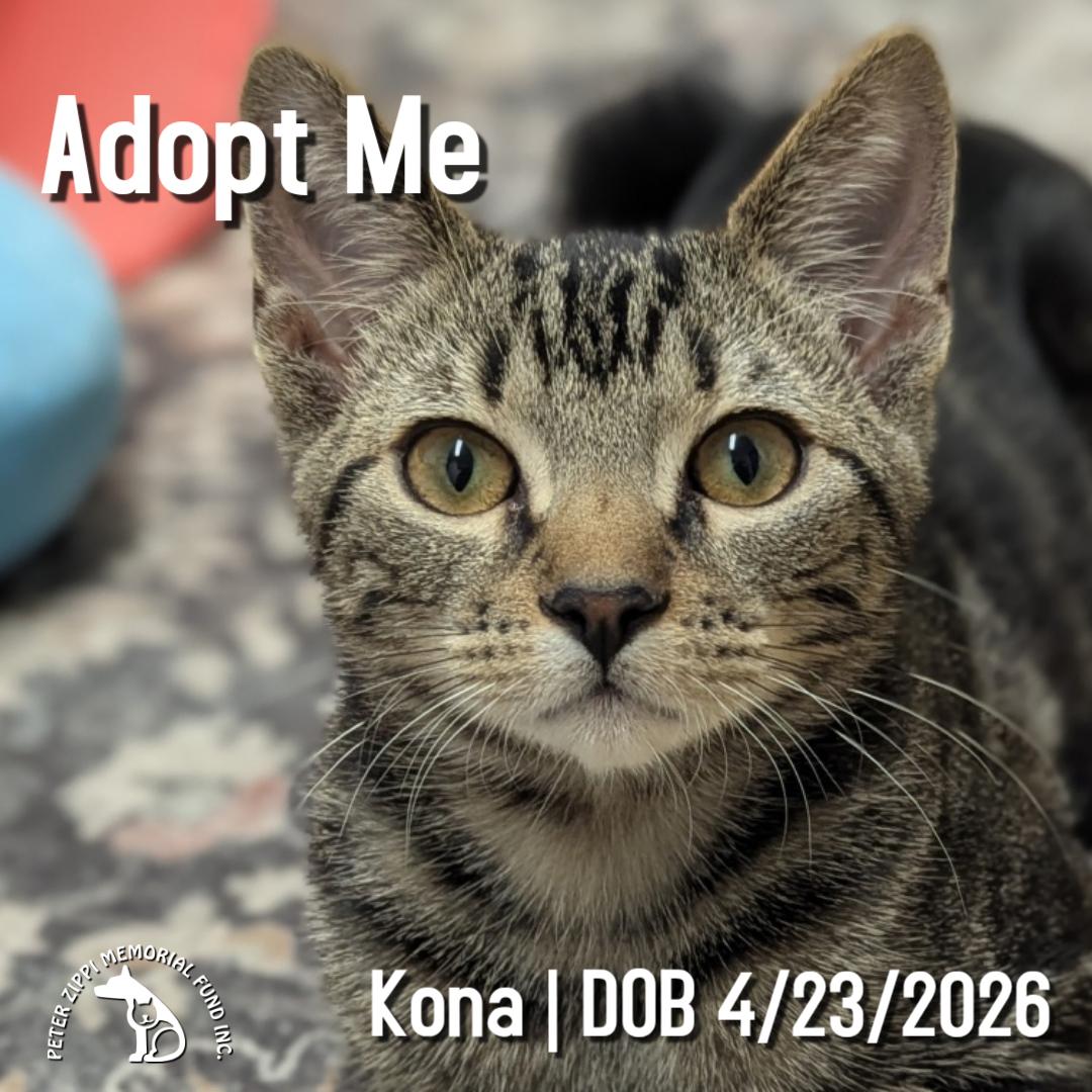 Kona, ADOPTABLE, Kitten Male Tabby & Domestic Short Hair.