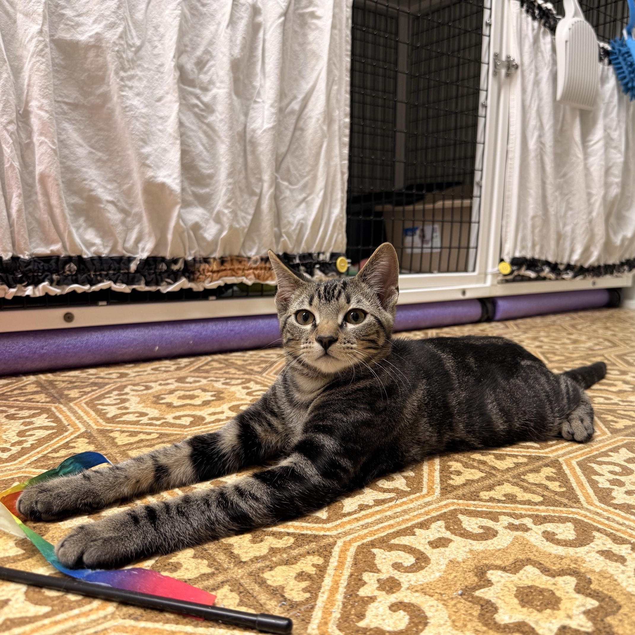 Kona, a ADOPTABLE mixed breed in Hermosa Beach, CA image 3/4