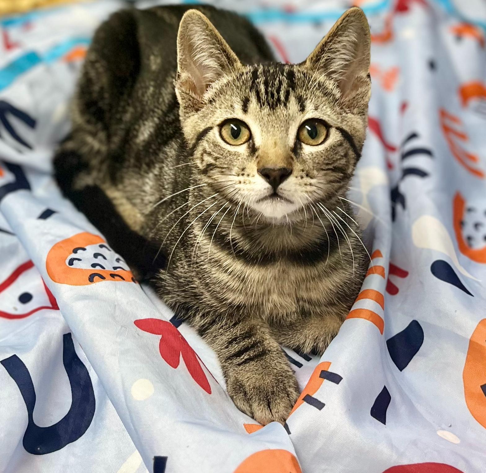 Kona, a ADOPTABLE mixed breed in Hermosa Beach, CA image 4/4