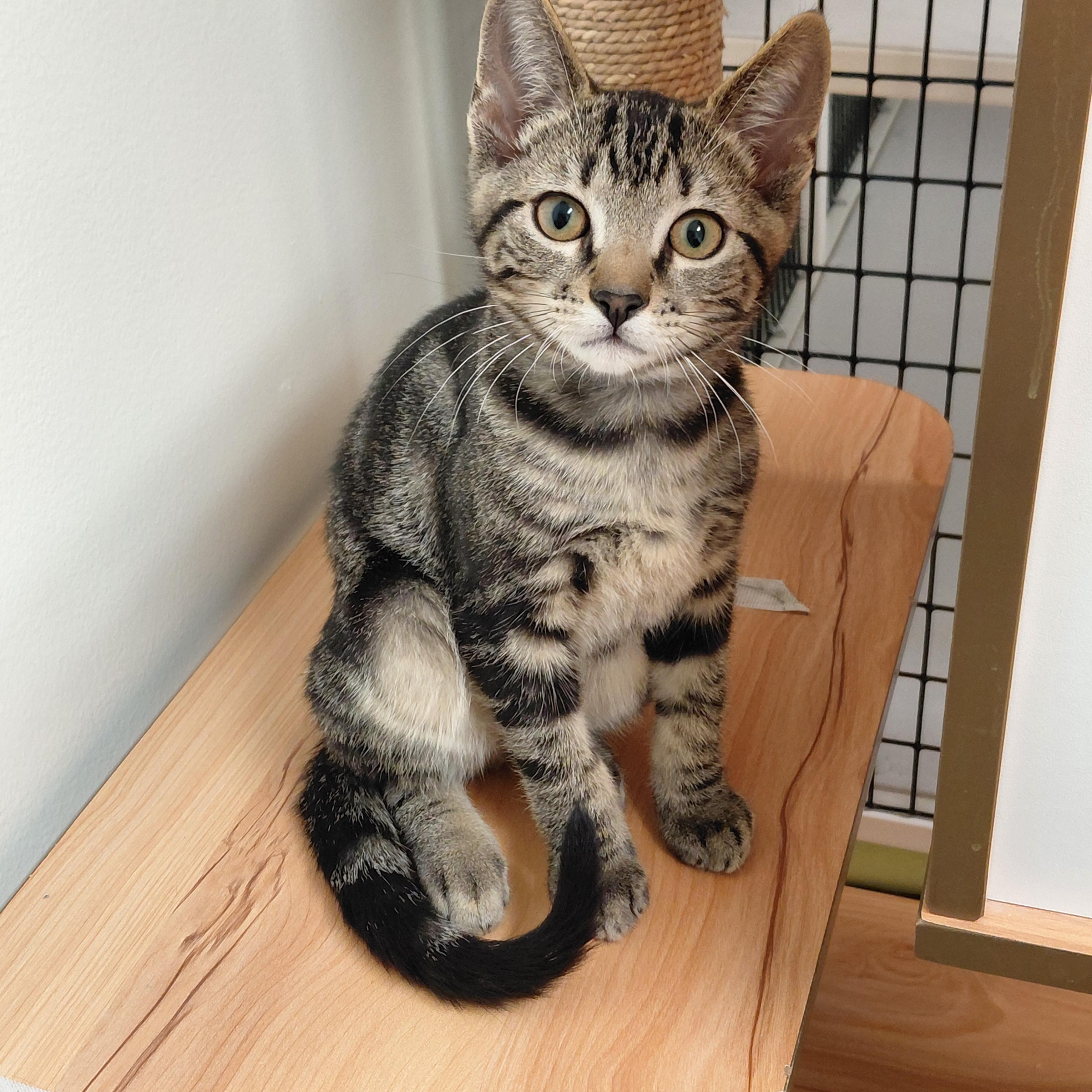 Kona, a ADOPTABLE mixed breed in Hermosa Beach, CA image 2/4