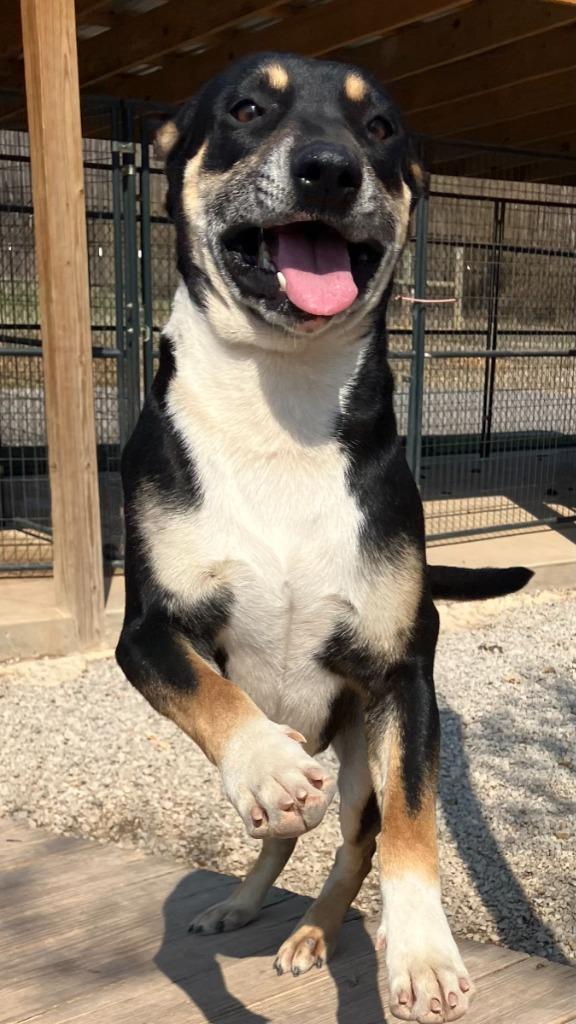 Enlarge Dufus, a Adoptable Mixed Breed in Batesville, AR image 1/1
