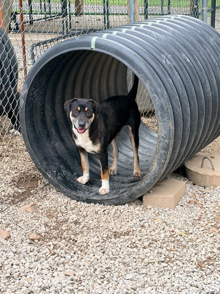 Enlarge Dufus, a Adoptable Mixed Breed in Batesville, AR image 2/2