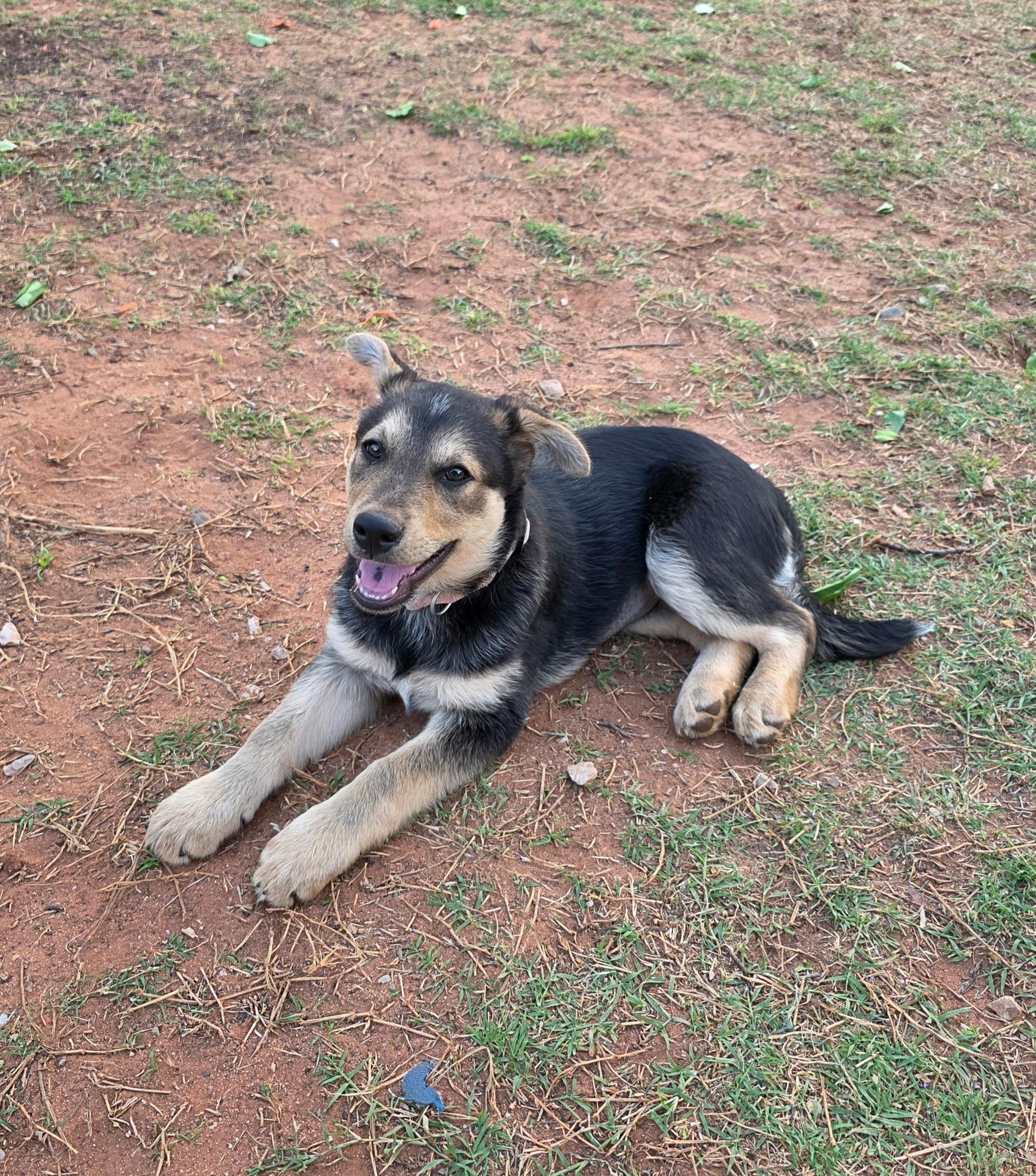 Enlarge Rosie, a Adoptable mixed breed in Chatham, NJ image 4/5