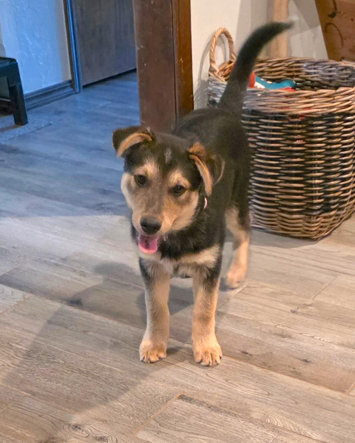 Enlarge Rosie, a Adoptable mixed breed in Chatham, NJ image 2/5