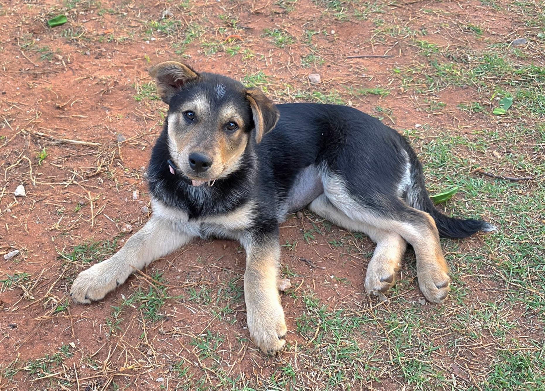 Enlarge Rosie, a Adoptable mixed breed in Chatham, NJ image 1/5