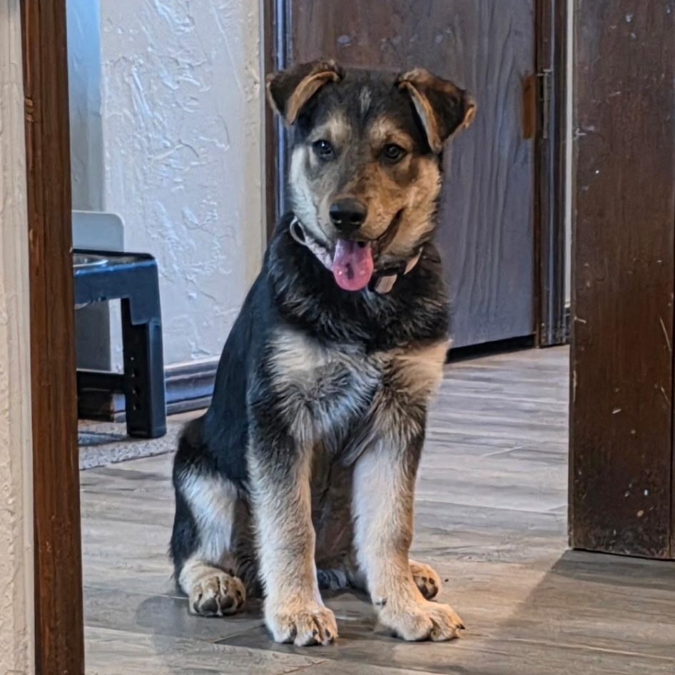 Enlarge Rosie, a Adoptable mixed breed in Chatham, NJ image 3/5