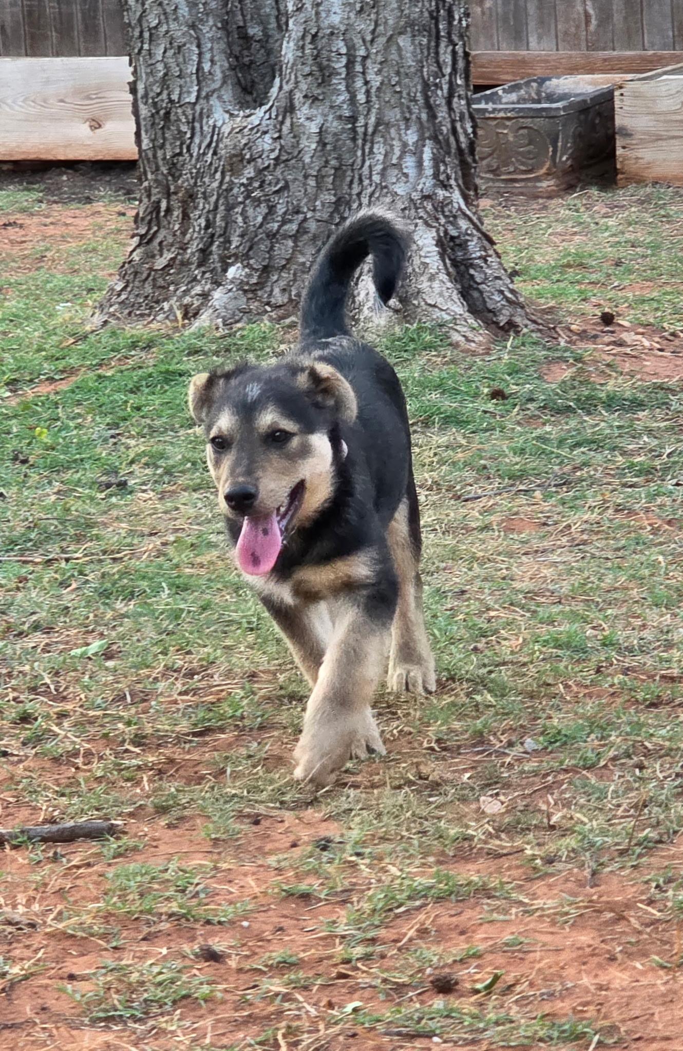 Enlarge Rosie, a Adoptable mixed breed in Chatham, NJ image 5/5