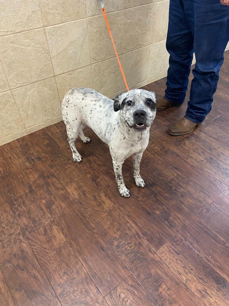 Dog Kennel #4 Oreo, Adoptable, Adult Female Australian Cattle Dog / Blue Heeler & Pit Bull Terrier.