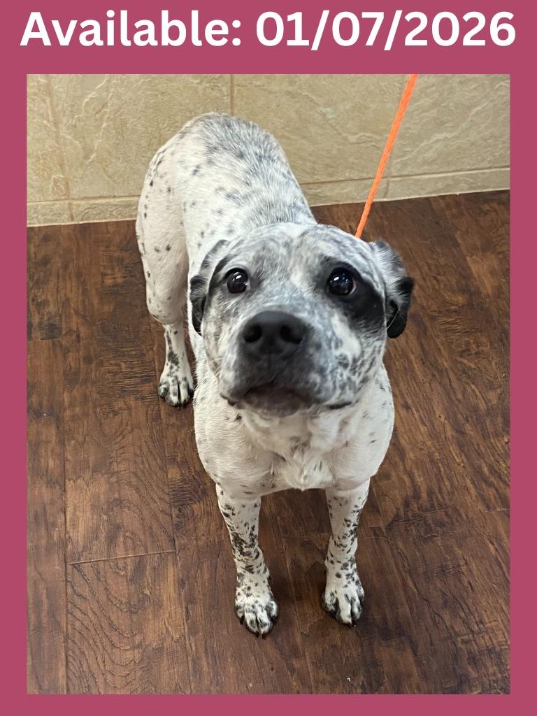 Enlarge Dog Kennel #4 Oreo, a Adoptable mixed breed in Greenville, TX image 2/2