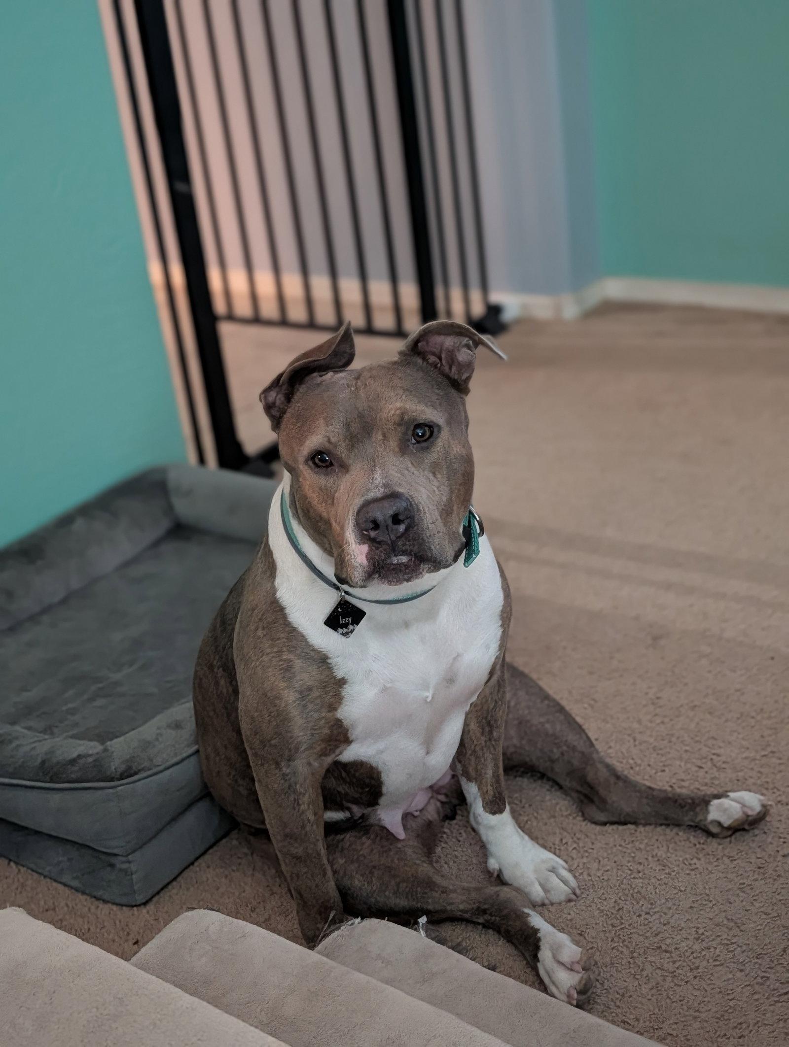 Enlarge IZZY (prev. Marley), a Adoptable mixed breed in Chandler, AZ image 1/3