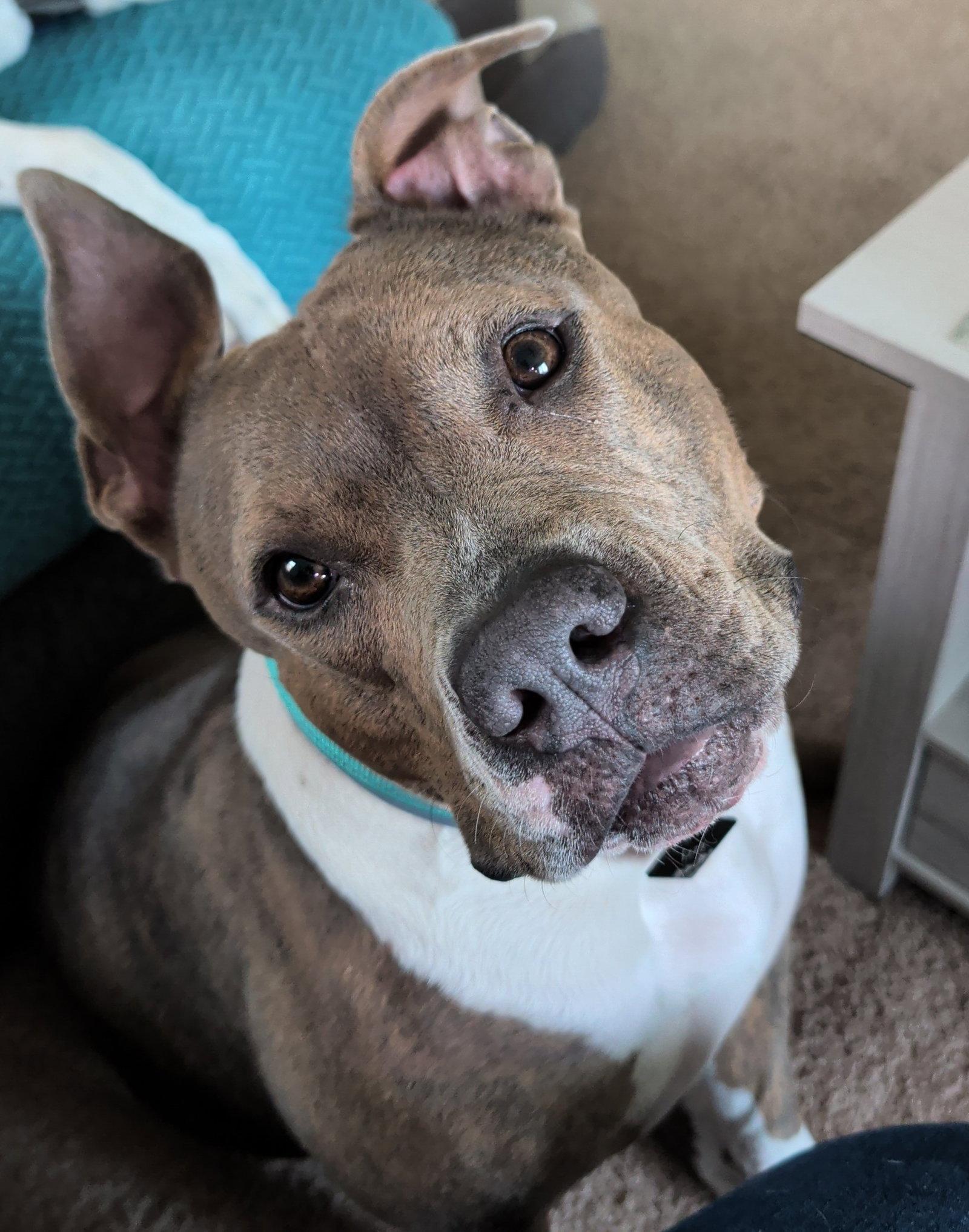 Enlarge IZZY (prev. Marley), a Adoptable mixed breed in Chandler, AZ image 2/3