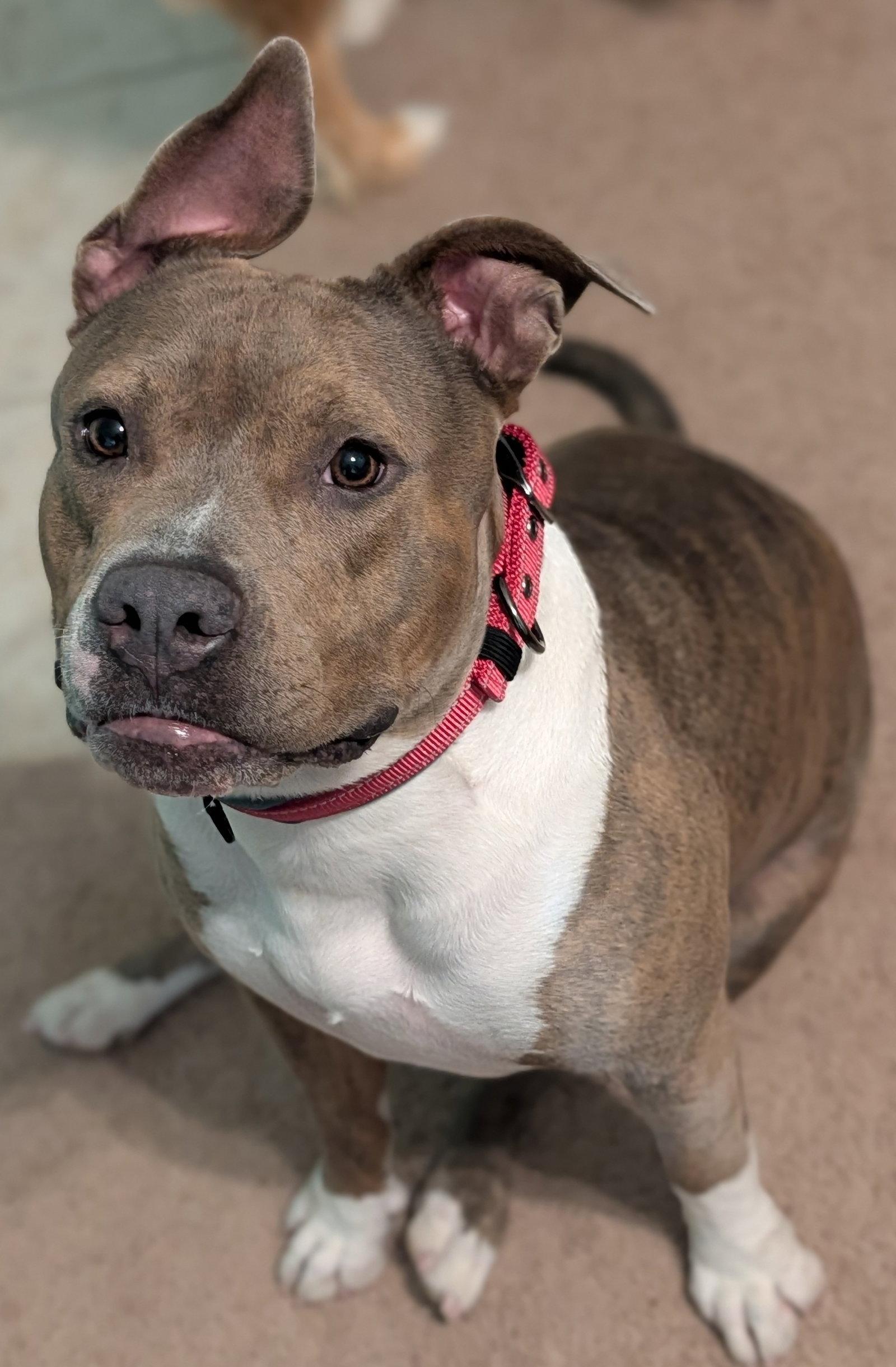 Enlarge IZZY (prev. Marley), a Adoptable mixed breed in Chandler, AZ image 3/3