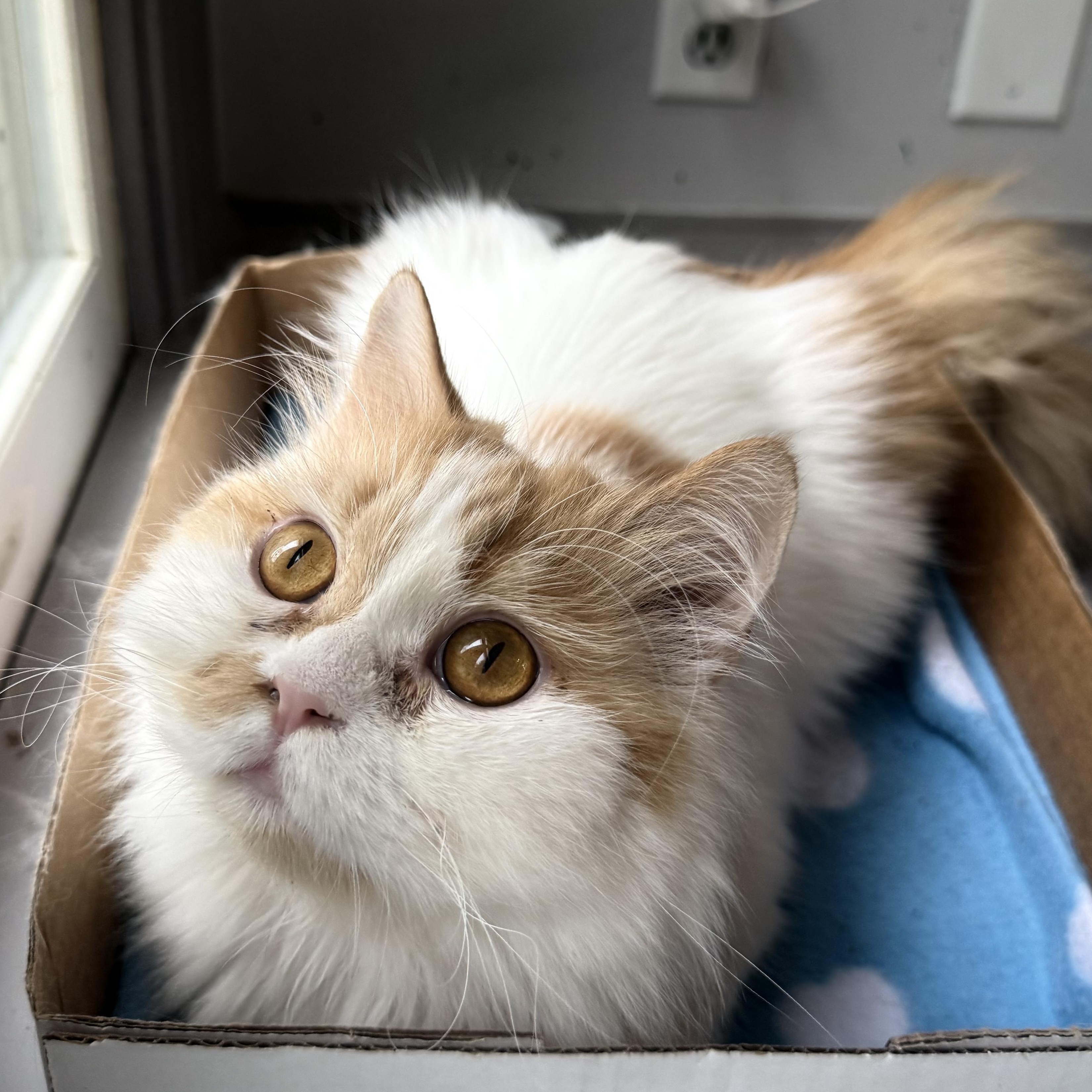 Enlarge Sweet Persian Butter- video, a ADOPTABLE mixed breed in Woodbridge, VA image 4/6