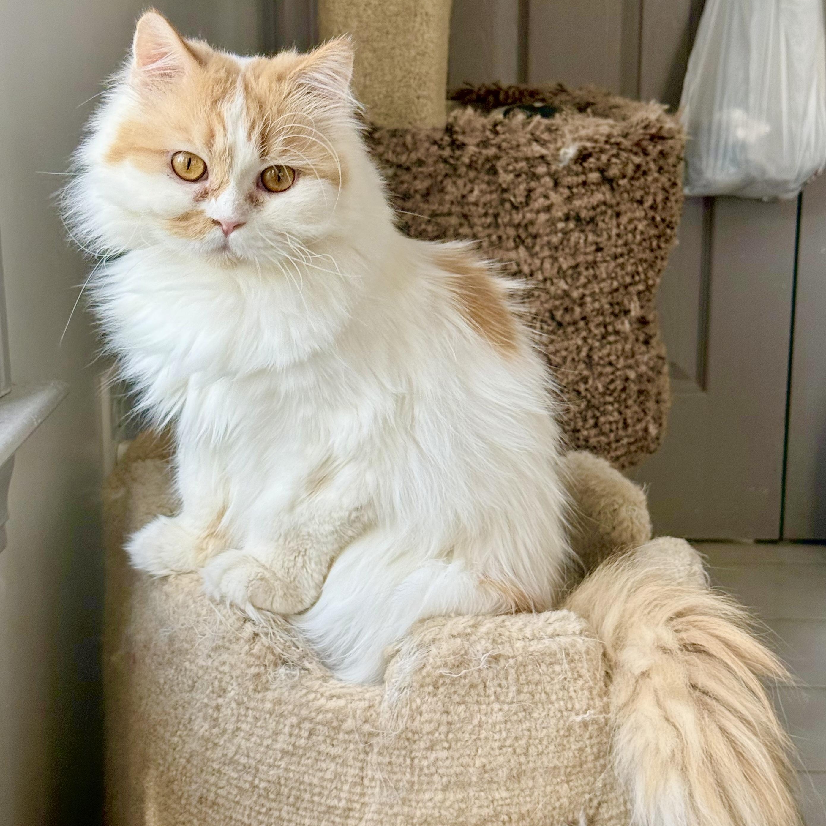 Enlarge Sweet Persian Butter- video, a ADOPTABLE mixed breed in Woodbridge, VA image 1/6