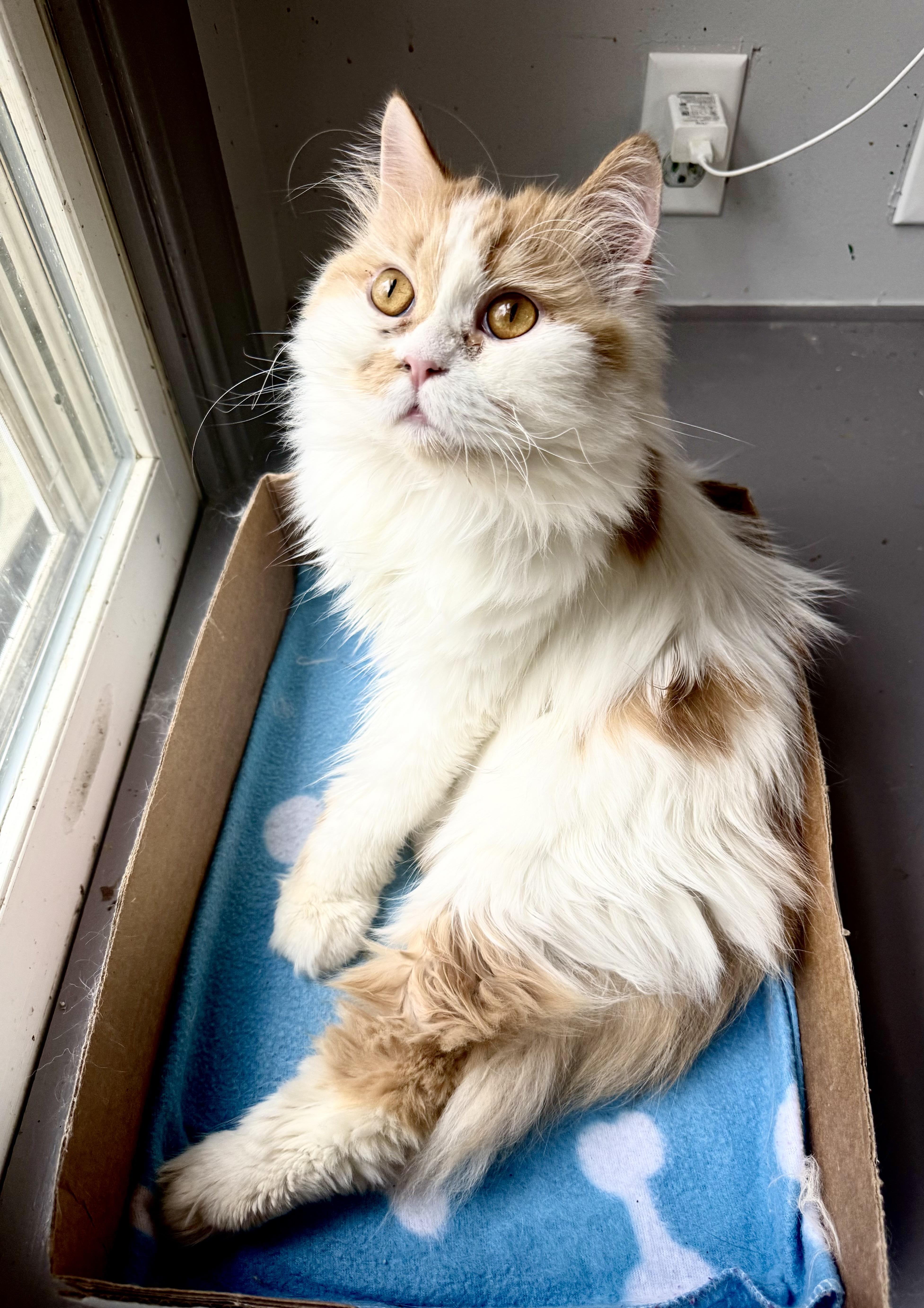 Enlarge Sweet Persian Butter- video, a ADOPTABLE mixed breed in Woodbridge, VA image 6/6