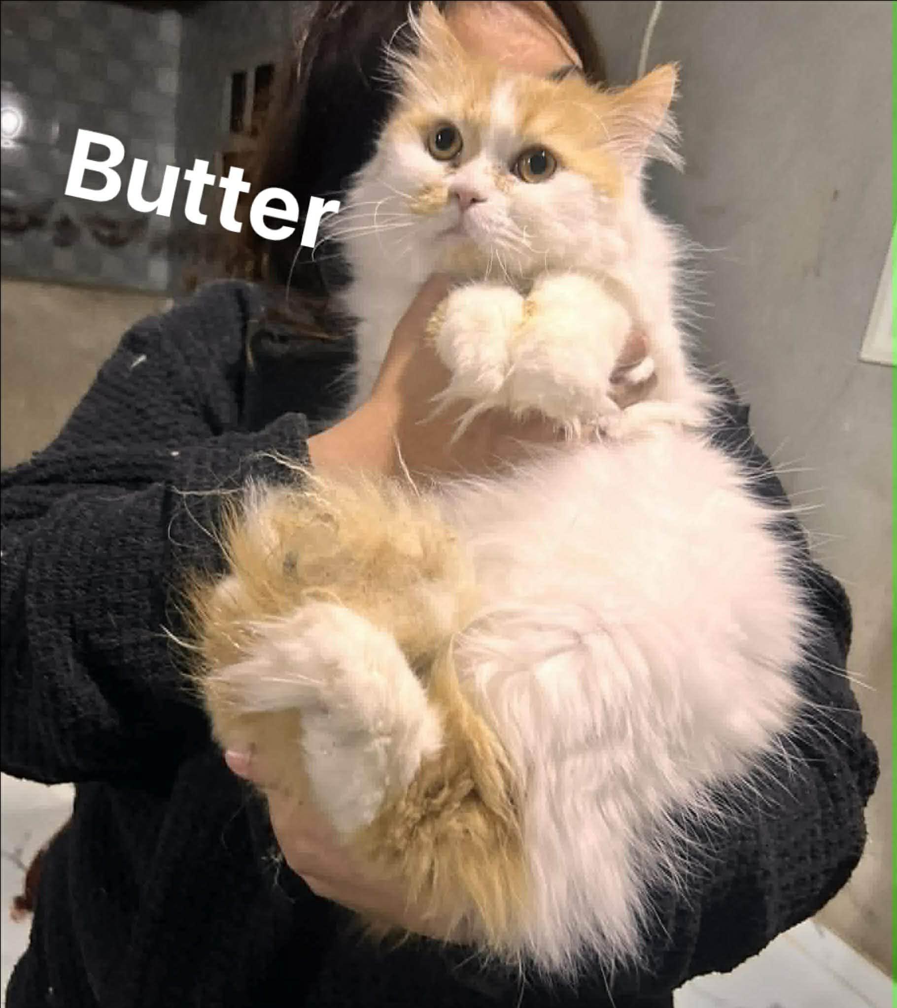 Enlarge Sweet Persian Butter- video, a ADOPTABLE mixed breed in Woodbridge, VA image 3/6