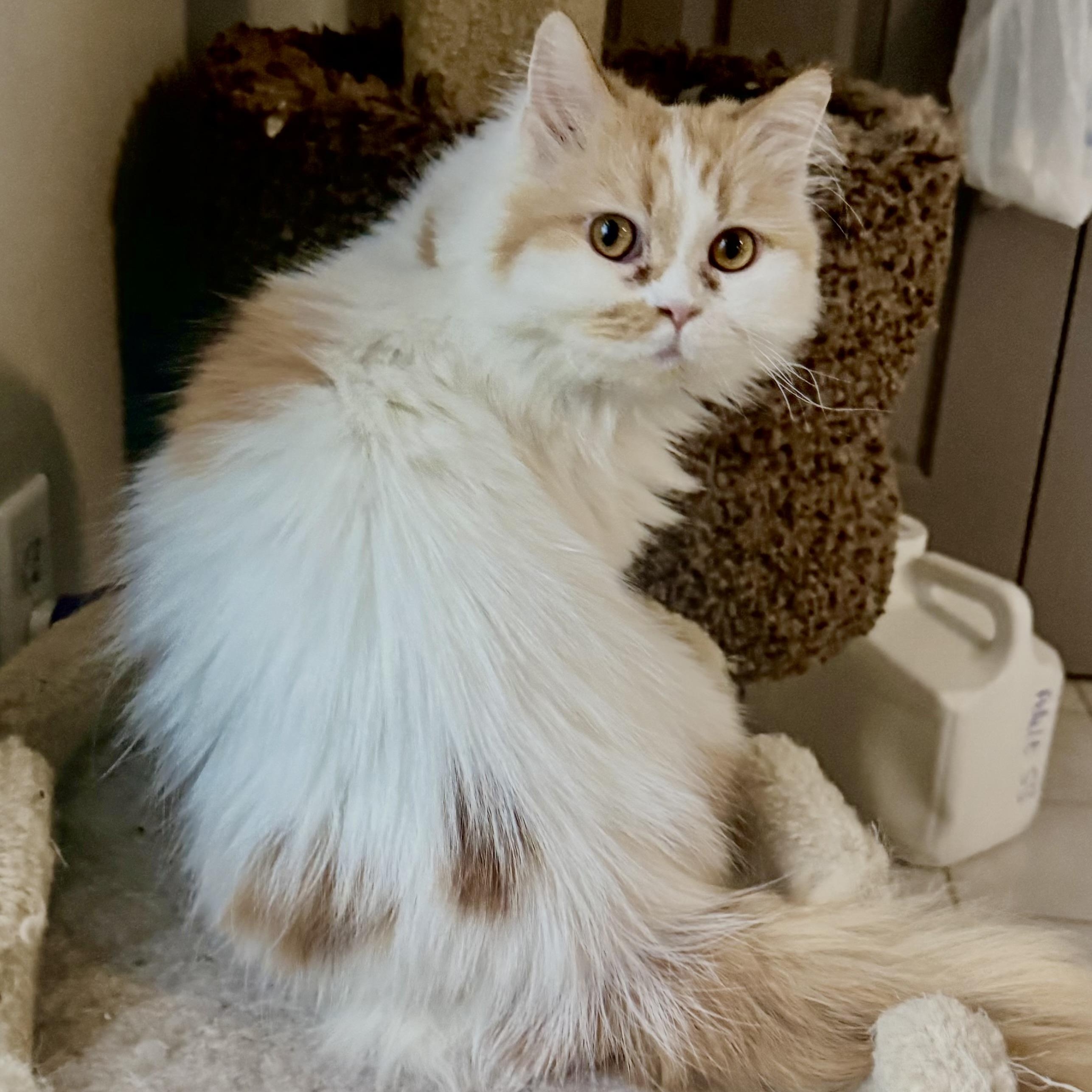 Enlarge Sweet Persian Butter- video, a ADOPTABLE mixed breed in Woodbridge, VA image 2/6