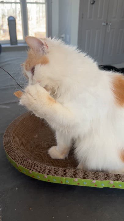 Enlarge Sweet Persian Butter- video, a ADOPTABLE mixed breed in Woodbridge, VA video 5/6