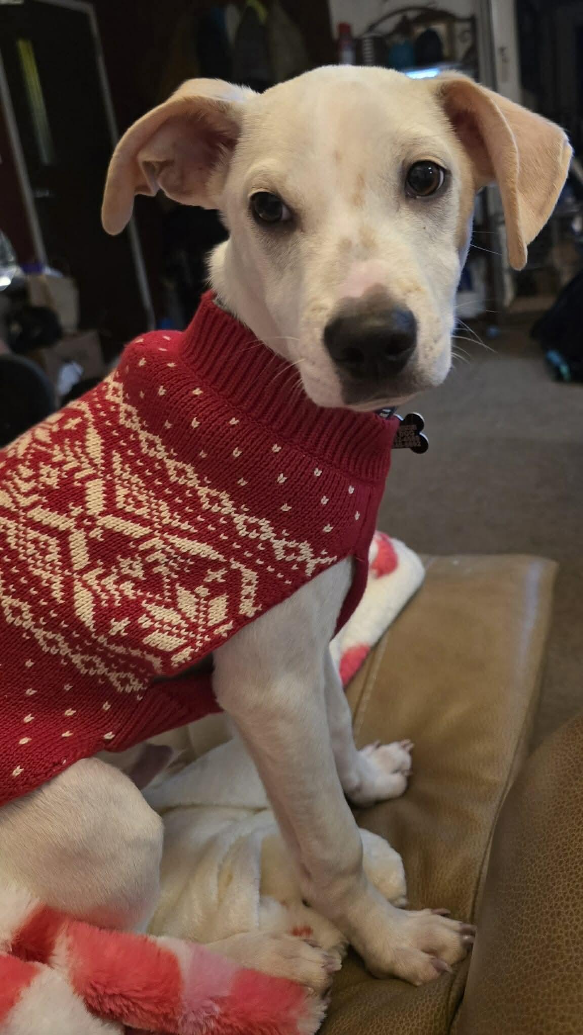 Dobby, Adoptable, Puppy Male Mixed Breed.