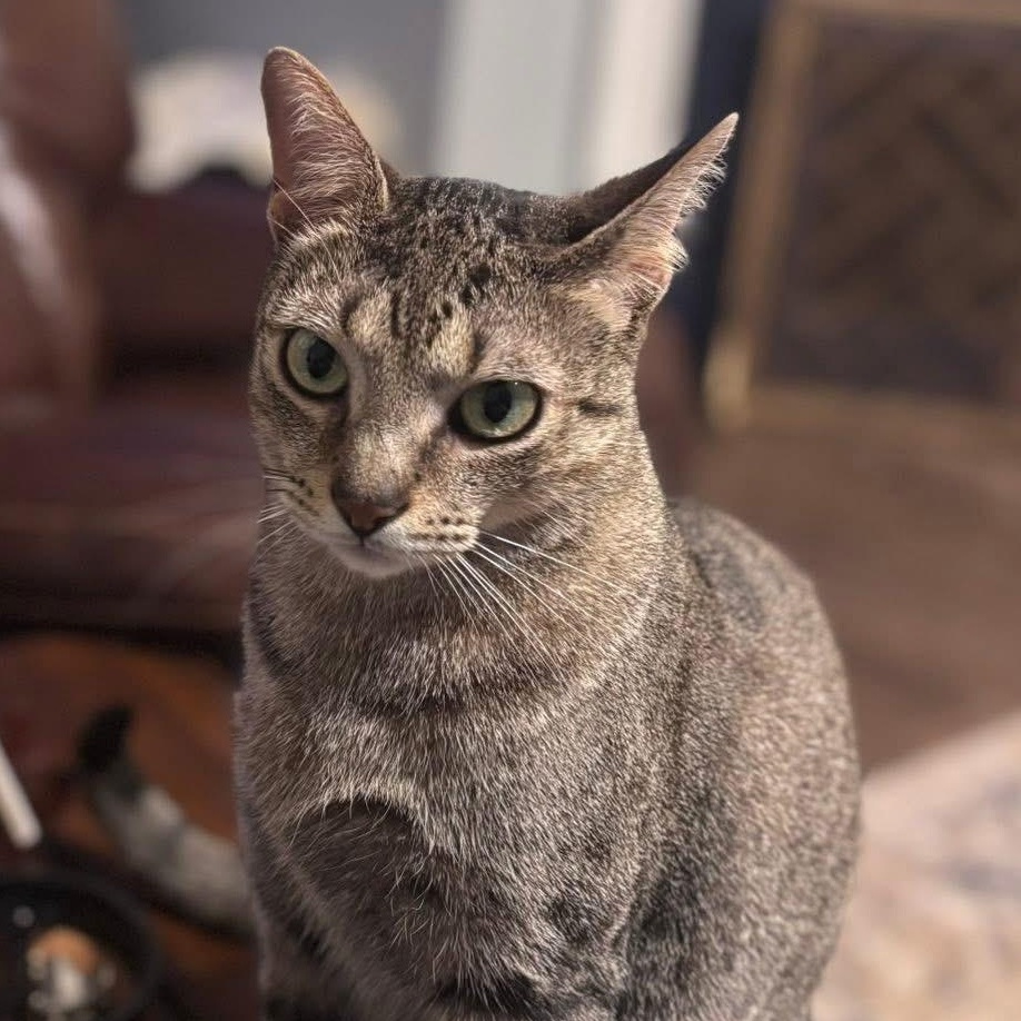 Murphy, Adoptable, Adult Male Domestic Short Hair.