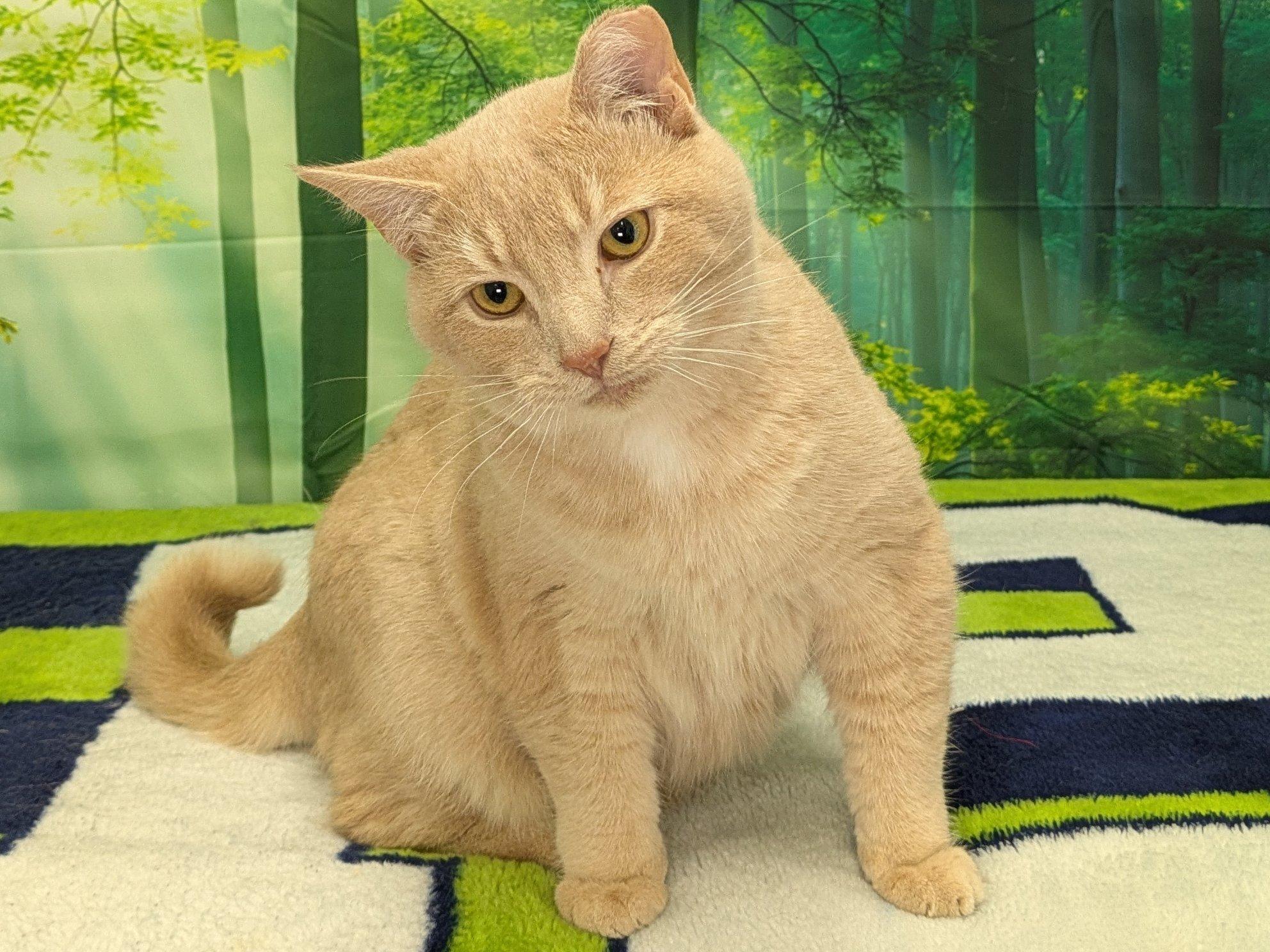 Enlarge Colby SHY CAT SPECIAL $20, a Adoptable mixed breed in Republic, WA image 6/6