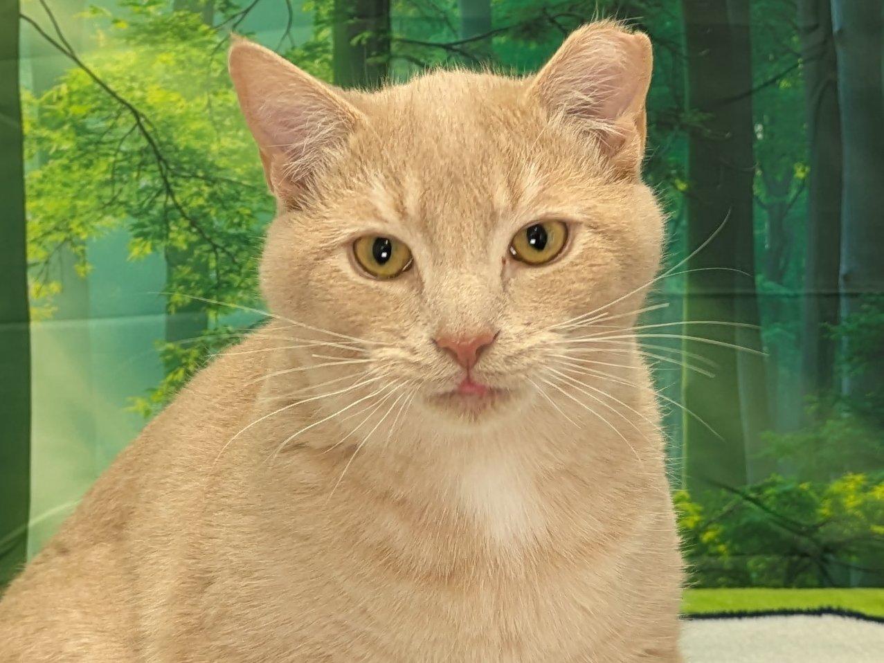 Colby SHY CAT SPECIAL $20, an adoptable Tabby, Domestic Short Hair in Republic, WA, 99166 | Photo Image 3