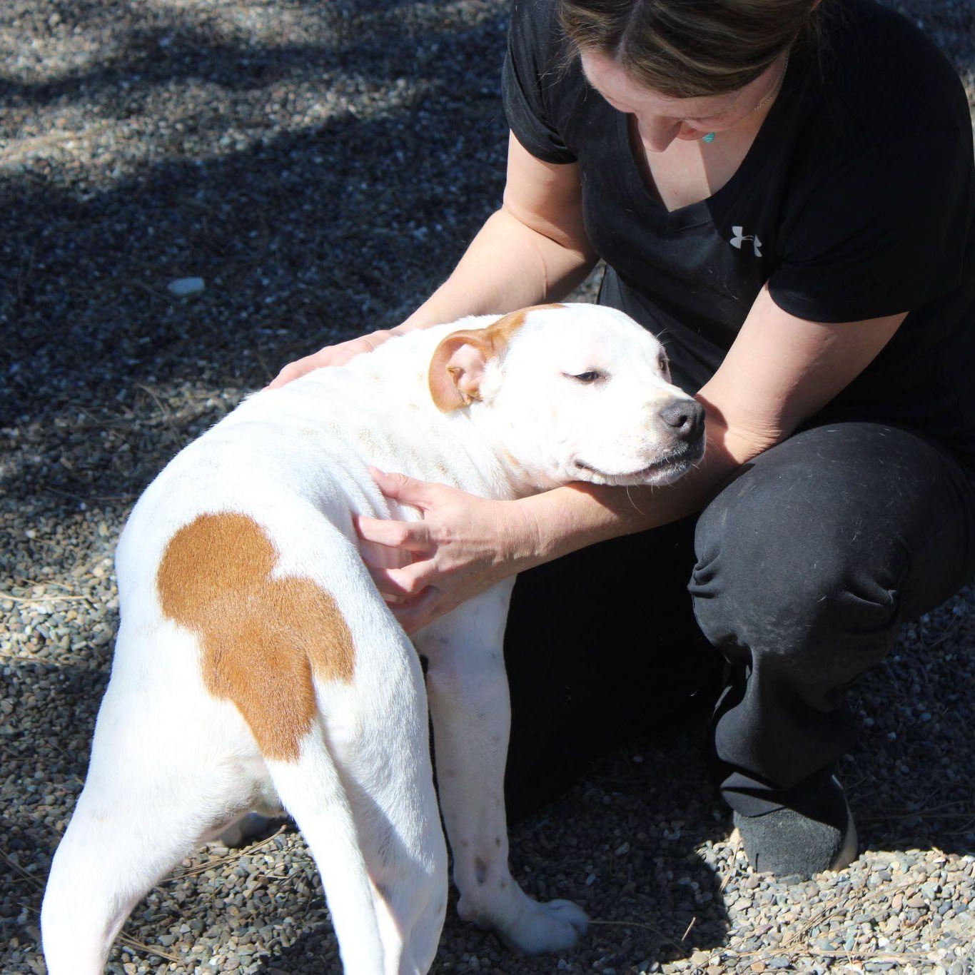 Rhythm, a ADOPTABLE mixed breed in Weaverville, CA image 5/6