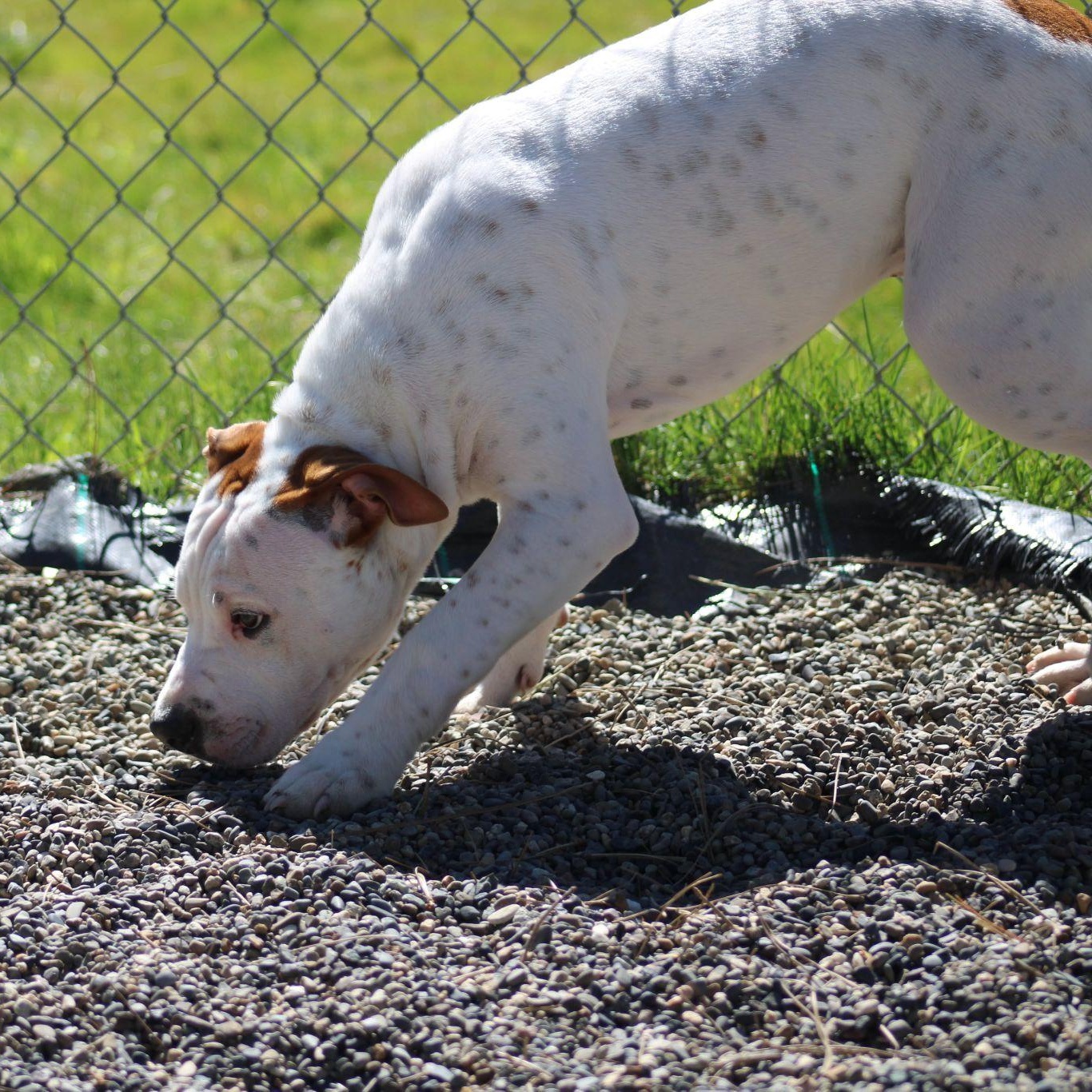 Rhythm, a ADOPTABLE mixed breed in Weaverville, CA image 6/6