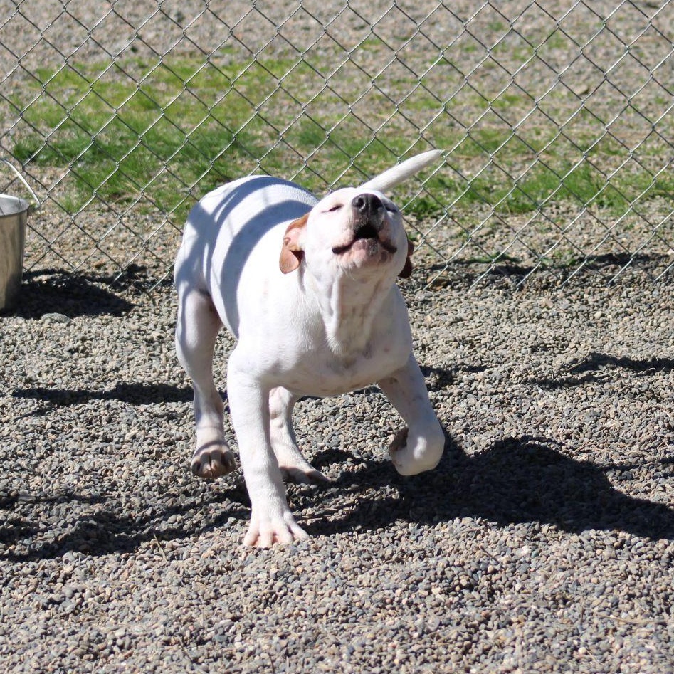 Rhythm, a ADOPTABLE mixed breed in Weaverville, CA image 4/6