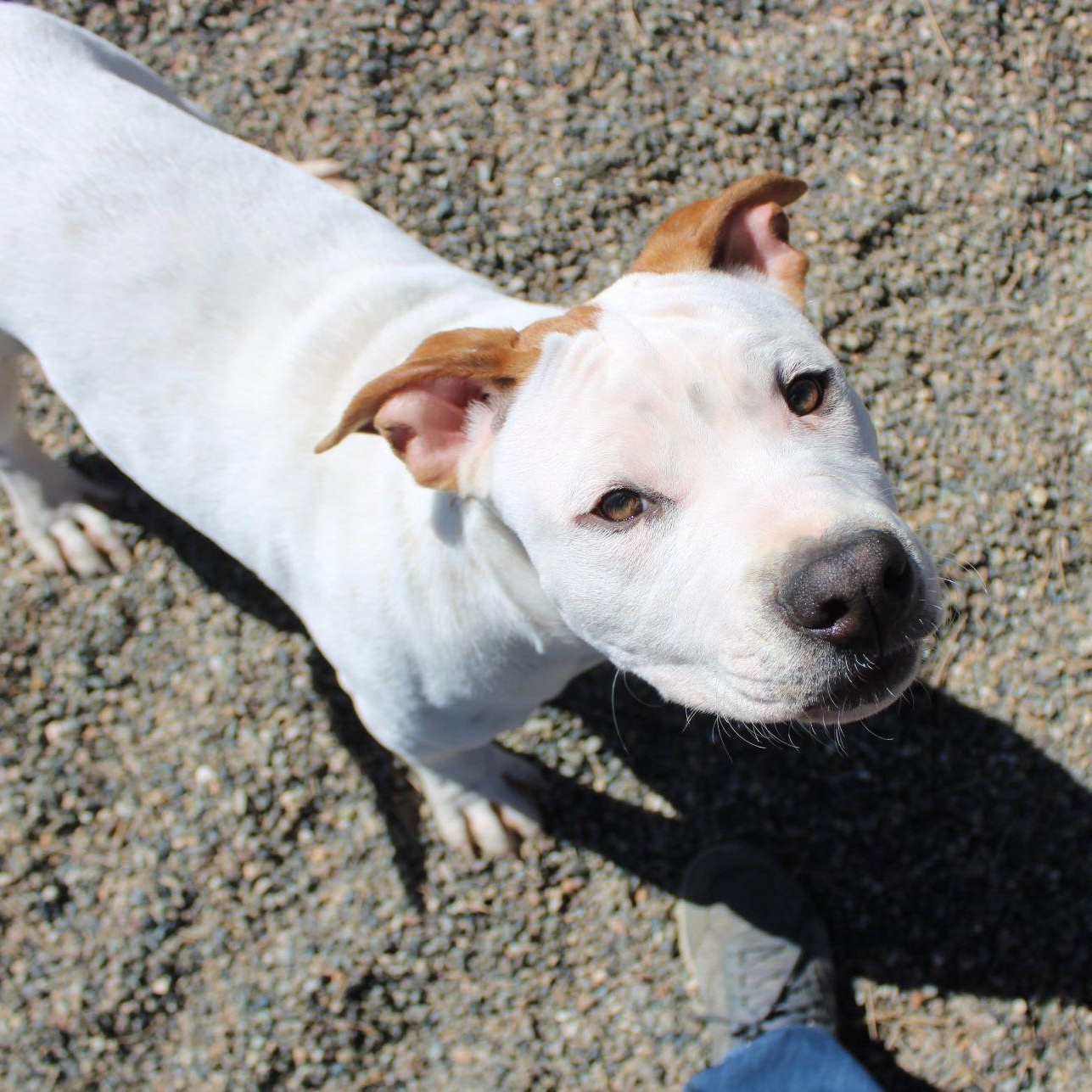Rhythm, a ADOPTABLE mixed breed in Weaverville, CA image 3/6