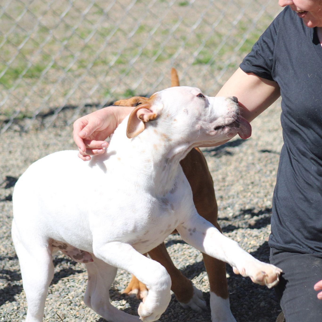 Rhythm, a ADOPTABLE mixed breed in Weaverville, CA image 2/6