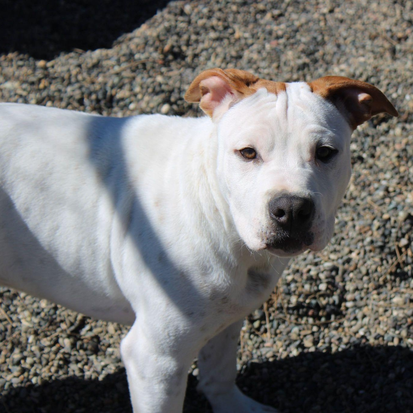 Rhythm, a ADOPTABLE mixed breed in Weaverville, CA image 1/6
