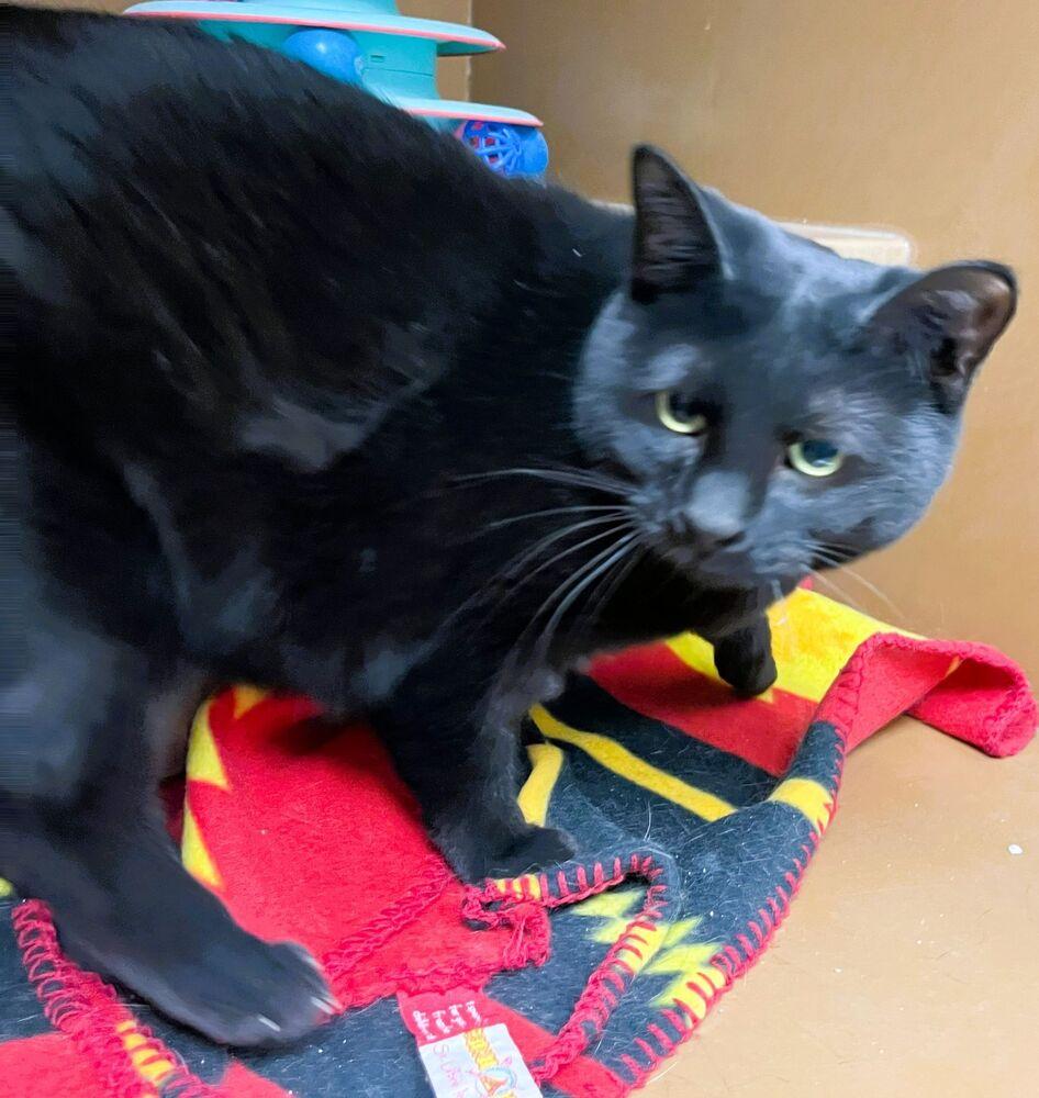 Enlarge Salem, a Adoptable Domestic Short Hair in Anoka, MN image 1/5