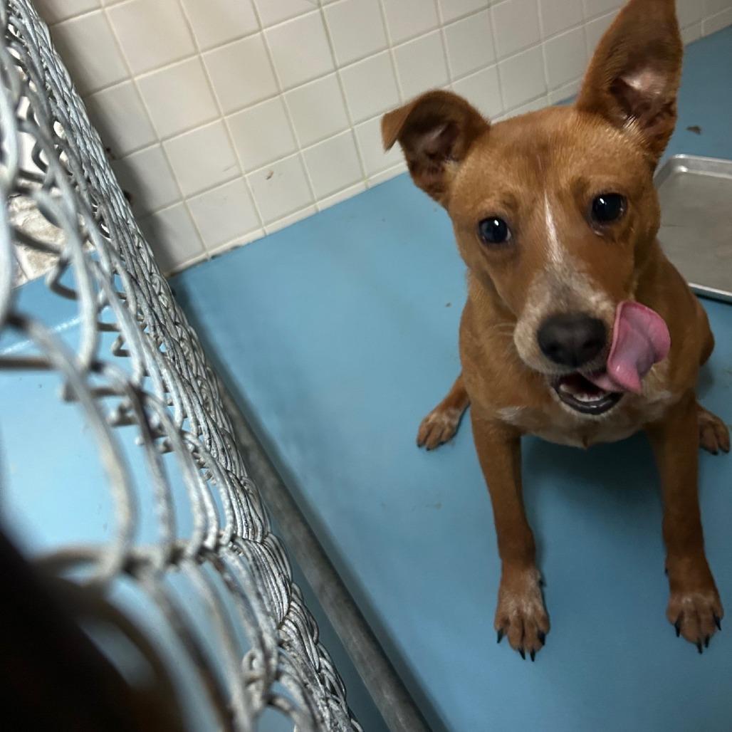 Enlarge Trinity, a Adoptable Mixed Breed in Lufkin, TX image 1/1