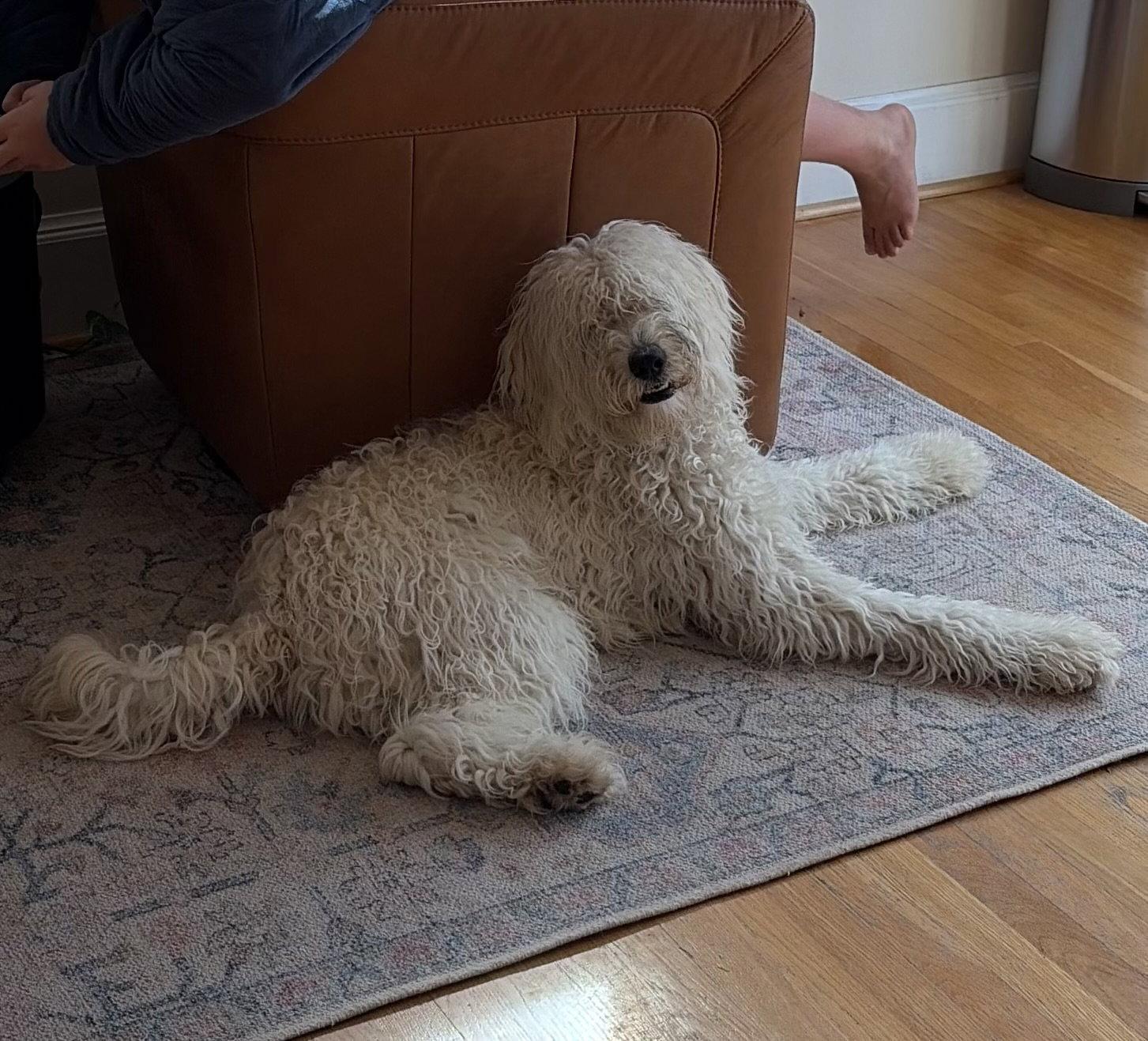 Oscar, Adopted, Young Male Poodle & Labrador Retriever.