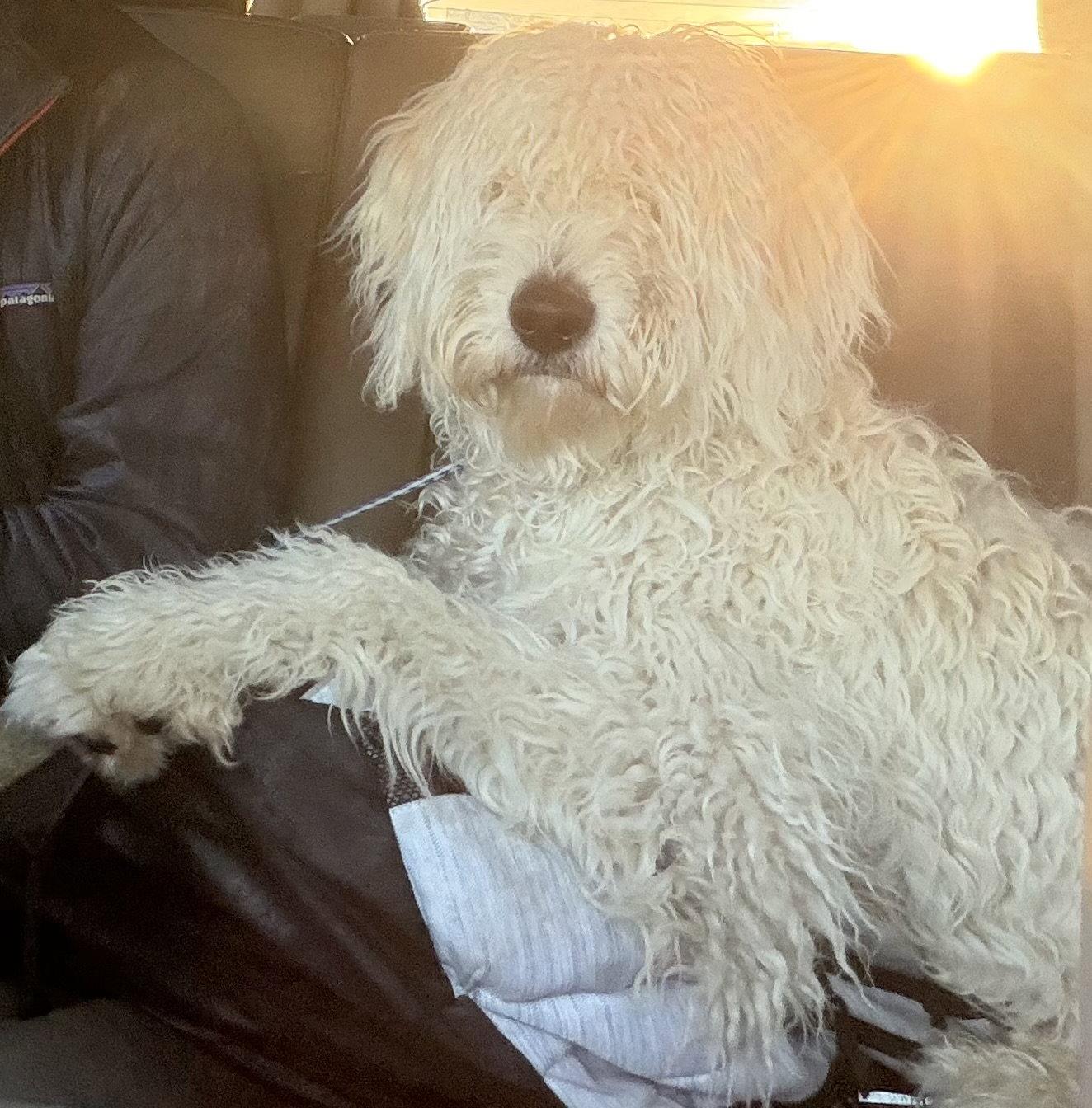 Enlarge Oscar, a Adopted mixed breed in Barnhart, MO image 2/3