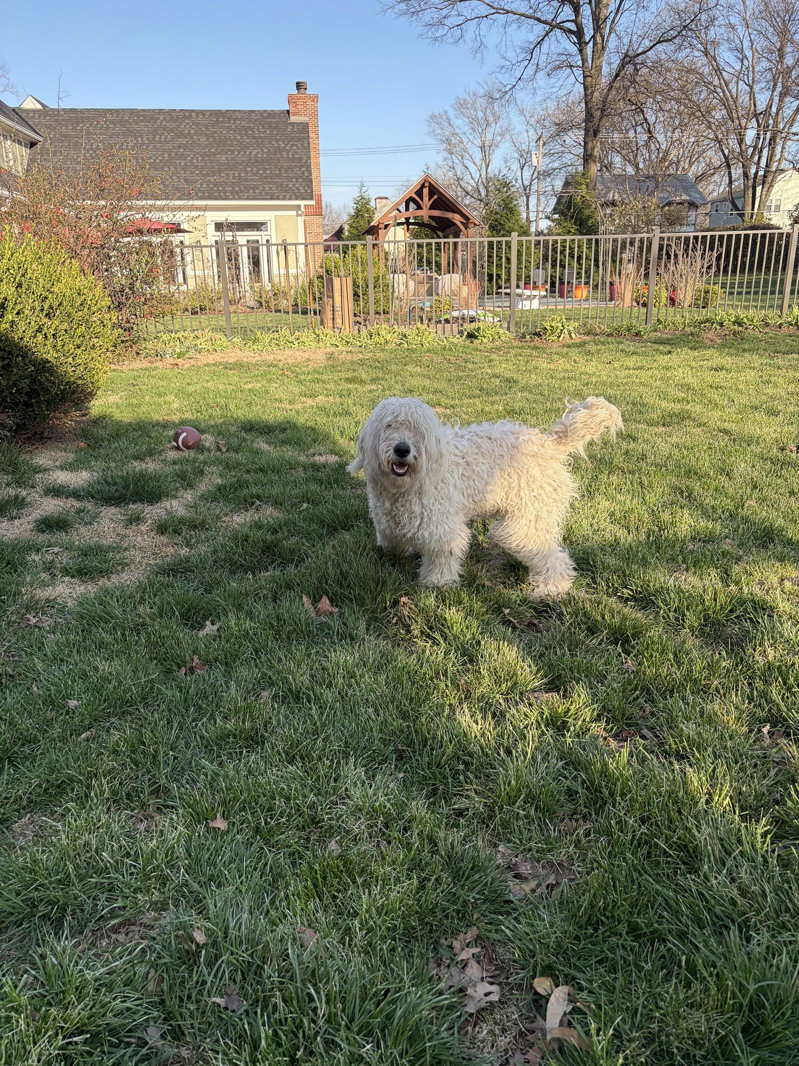 Enlarge Oscar, a Adopted mixed breed in Barnhart, MO image 3/3